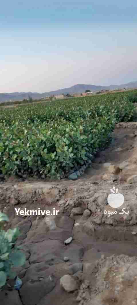 فروش مدیریت باغ پسته در فارس در گروه پسته - کوهی شامی خام اکبری تازه کله قوچی در یکمیوه -عکس1