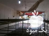 فروش لوازم پرورش قارچ دکمه ای در آمل در گروه خرید فروش عمده قارچ - دکمه ای خوراکی دارویی پرورشی کوهی در یکمیوه -عکس1