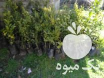 فروش نهال تامسون و نهال خونی و نارنگی در بابل  در گروه خرید فروش نهال - انواع گردو پسته بادام سلطانی انگور در یکمیوه -عکس1