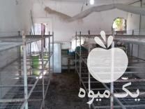 فروش لوازم قارچ دکمه ای آمل چندرمحله در مازندران در گروه خرید فروش عمده قارچ - دکمه ای خوراکی دارویی پرورشی کوهی در یکمیوه -عکس1