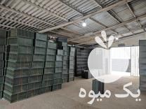 فروش سینی نشا برنج در رشت در گروه خرید فروش نشا - انواع گوجه برنج کاهو پیاز کاری فرنگی در یکمیوه -عکس1