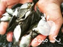 فروش انواع بچه ماهی کپور وامور وبیهکد در اصفهان در گروه انواع ماهی - سالمون شیر کپور قرمز شوریده سفید گوپی مرکب در یکمیوه -عکس1