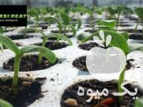 فروش بجای کوکوپیت و پیتماس ،  در آبیک در گروه خرید فروش نشا - انواع گوجه برنج کاهو پیاز کاری فرنگی در یکمیوه -عکس1