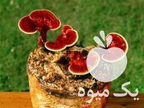 فروش عمده بذر انواع قارچ در اصفهان در گروه خرید فروش بذر - انواع محصول کشاورزی گوجه کتان میوه درخت در یکمیوه -عکس1