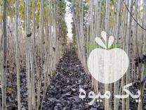 نهالستان بزرگ صنوبر فروش انواع نهال های صنوبر اصلاح شده در خوی در گروه خرید فروش نهال - انواع گردو پسته بادام سلطانی انگور در یکمیوه -عکس1