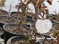 فروش انواع گل رز ومحمدی و نهال نارنج و تمشک و گیاه دارویی در بهشهر در گروه خرید فروش نشا - انواع گوجه برنج کاهو پیاز کاری فرنگی در یکمیوه -عکس1