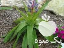 فروش نهال گل گمیاب وریزیا در چند واریته در تجریش در گروه خرید فروش نهال - انواع گردو پسته بادام سلطانی انگور در یکمیوه -عکس1