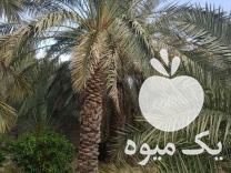 فروش تعدادی نهال نارگیل نیم متری در بوشهر در گروه خرید فروش نهال - انواع گردو پسته بادام سلطانی انگور در یکمیوه -عکس1