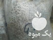 فروش بذر قارچ   در تهران در گروه خرید فروش بذر - انواع محصول کشاورزی گوجه کتان میوه درخت در یکمیوه -عکس1