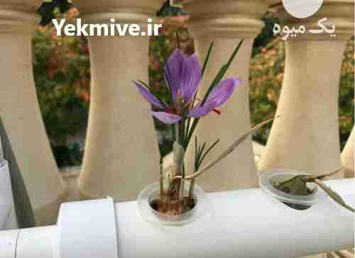 فروش دوره آموزشی کشت گلخانه زغفران در تهران در گروه خرید فروش عمده زعفران - قائنات قیمت خراسان بهرامن گرم در یکمیوه -عکس1