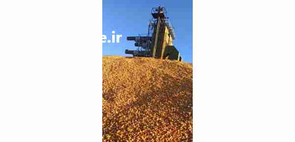 فروش ذرت دانه ای در تناژ بالا موجوده در کرمان  در گروه بار بارکن خرید و فروش عمده محصولات کشاورزی باربارکن میوه گوجه در یکمیوه -عکس1