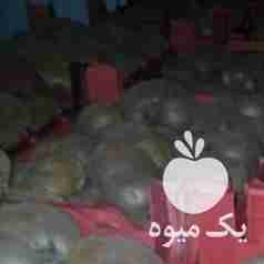 فروش کیوی دوقلو و متوسط در تنکابن در گروه خرید فروش عمده کیوی - صادراتی مازندران تنکابن تالش در یکمیوه -عکس1