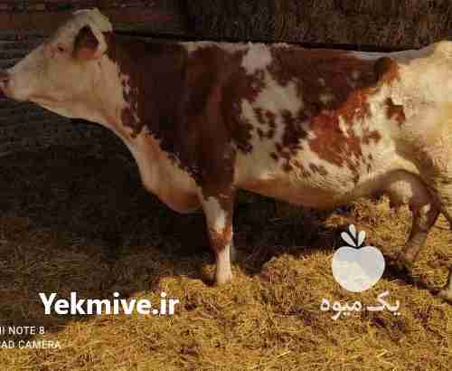 فروش گاو سیمینتال و هلشتای در آق قلا در گروه گاو و گوسفند و میش و بز کهره گوساله سمینتال در یکمیوه -عکس1