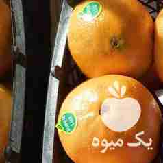 فروش پرتقال و کیوی در تنکابن در گروه خرید فروش عمده پرتقال - پرتقال رسمی تامسون خونی جنوب در یکمیوه -عکس1