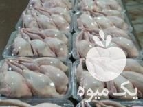 فروش دستگاه پرکن کیافارم در بهمن در گروه خرید فروش ابزار ها و تجهیزات کشاورزی - دستی برقی ماشینی بیل کلنگ در یکمیوه -عکس1