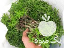 فروش نشا مرزنجوش گل مغربی زوفا اویشن ومریم گلی و گاوزبان در بهشهر در گروه خرید فروش نشا - انواع گوجه برنج کاهو پیاز کاری فرنگی در یکمیوه -عکس1