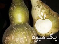 فروش یه جا عمده کدو قلیانی و نشا گوجه و گل رز و گاوزبان در بهشهر در گروه خرید فروش نشا - انواع گوجه برنج کاهو پیاز کاری فرنگی در یکمیوه -عکس1