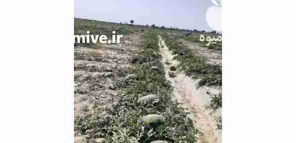 فروش هندوانه در تناژ بالا همه روزه موجوده در کرمان  در گروه بار بارکن خرید و فروش عمده محصولات کشاورزی باربارکن میوه گوجه در یکمیوه -عکس1