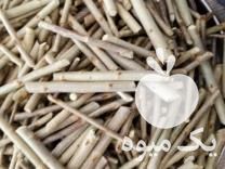 فروش نهال قلمه صنوبر ترکیه در ارومیه در گروه خرید فروش نهال - انواع گردو پسته بادام سلطانی انگور در یکمیوه -عکس1