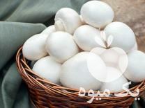 فروش تجهیزات پرورش قارچ دکمه ای آمل در مازندران در گروه خرید فروش عمده قارچ - دکمه ای خوراکی دارویی پرورشی کوهی در یکمیوه -عکس1