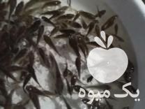 فروش انواع بچه ماهی کپور وامور در اردکان در گروه انواع ماهی - سالمون شیر کپور قرمز شوریده سفید گوپی مرکب در یکمیوه -عکس1