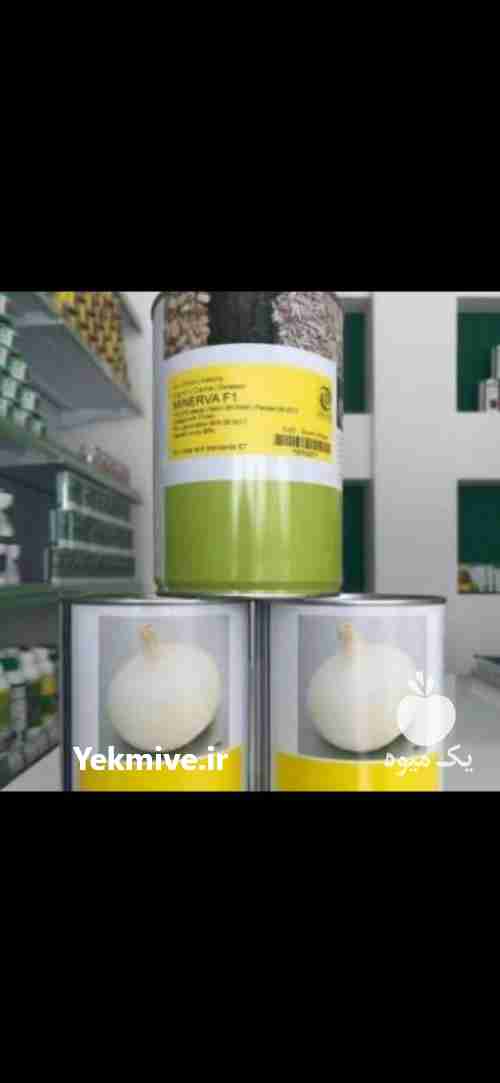 فروش بذر پیاز مینروا در تهران در گروه خرید فروش عمده پیاز - قرمز سفید زرد ترشی تازه انباری در یکمیوه -عکس1