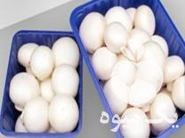 فروش ظرف قارچ بصورت عمده و خرده در مشهد در گروه خرید فروش عمده قارچ - دکمه ای خوراکی دارویی پرورشی کوهی در یکمیوه -عکس1