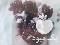 فروش درخت انار نژاد هیبرید دانه یاقوتی ملس در ساری در گروه خرید فروش عمده انار - ساوه شیراز شیرین ترش در یکمیوه -عکس1