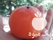 فروش نهال درخت خرمالو سیبی پیوندی در تهران در گروه خرید فروش عمده خرمالو - خرمالو رسیده نارس برگ عمده در یکمیوه -عکس1