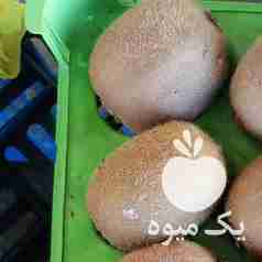 فروش کیوی صادراتی و داخلی در تنکابن در گروه خرید فروش عمده کیوی - صادراتی مازندران تنکابن تالش در یکمیوه -عکس1