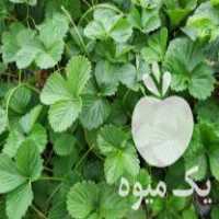 فروش بهترین نوع نشا توت فرنگی سابرینا در پیرانشهر در گروه خرید فروش نشا - انواع گوجه برنج کاهو پیاز کاری فرنگی در یکمیوه