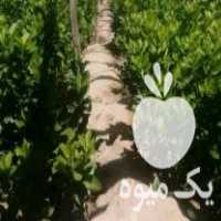 فروش نهال مرکبات در جهرم در گروه خرید فروش نهال - انواع گردو پسته بادام سلطانی انگور در یکمیوه