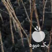 فروش نهال پسته با کیفیت در قم در گروه خرید فروش نهال - انواع گردو پسته بادام سلطانی انگور در یکمیوه