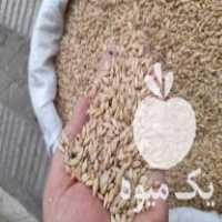 فروش غلات جو و ذرت و گندم و  و مرکبات در محمودآباد در گروه خرید فروش عمده برنج - نیم دانه عنبر بو هاشمی کاظمی هندی پاکستانی در یکمیوه