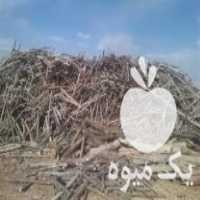 خرید و فروش عمده چوب زغالی در اصفهان در گروه خرید فروش عمده چوب- زغال چوب گردو تبریزی خام در یکمیوه