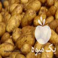 فروش سیب زمینی بذری آگریا در اردبیل در گروه خرید فروش عمده سیب زمینی - زودرس دیررس آگریا اسپریت اردبیل همدان در یکمیوه