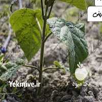 فروش نهال دیگر نهال ها در سمنان در گروه خرید فروش نهال - انواع گردو پسته بادام سلطانی انگور در یکمیوه