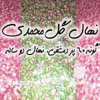 فروش نهال دیگر نهال ها در سمنان در گروه خرید فروش نهال - انواع گردو پسته بادام سلطانی انگور در یکمیوه