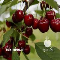 فروش نهال میوه در سمنان در گروه خرید فروش نهال - انواع گردو پسته بادام سلطانی انگور در یکمیوه