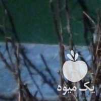 فروش نهال زرشک تضمینی و پر ریشه در بیرجند در گروه خرید فروش نهال - انواع گردو پسته بادام سلطانی انگور در یکمیوه