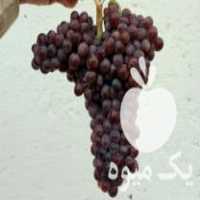 فروش نهال انگور یاقوتی وصاحبی در سنندج در گروه خرید فروش نهال - انواع گردو پسته بادام سلطانی انگور در یکمیوه