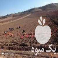 فروش بذر پیاز فلات طلایی و فلات زرگان در درگز در گروه خرید فروش عمده پیاز - قرمز سفید زرد ترشی تازه انباری در یکمیوه