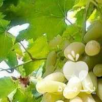 فروش نهال انگور در تهران در گروه خرید فروش نهال - انواع گردو پسته بادام سلطانی انگور در یکمیوه