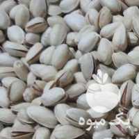 فروش پسته دست چین شده در یزد در گروه پسته - کوهی شامی خام اکبری تازه کله قوچی در یکمیوه