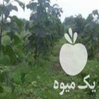 فروش نهال و قلمه ریشه پالونیا در آستانه اشرفیه در گروه خرید فروش نهال - انواع گردو پسته بادام سلطانی انگور در یکمیوه