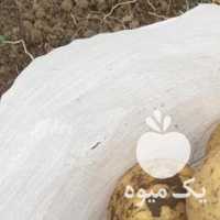 فروش سیب زمینی بذری در کرمانشاه در گروه خرید فروش عمده سیب زمینی - زودرس دیررس آگریا اسپریت اردبیل همدان در یکمیوه