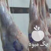 فروش پخش عمده گوشت گوسفندی فقط لاشه ای در شیراز در گروه گاو و گوسفند و میش و بز کهره گوساله سمینتال در یکمیوه