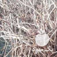 فروش نهال انگور سیاه سردشت رشه انگور ترکمن چهار یاقوتی در تهران در گروه خرید فروش نهال - انواع گردو پسته بادام سلطانی انگور در یکمیوه