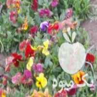 فروش گل بنفشه عمده و خرده در اصفهان در گروه خرید فروش عمده گیاهان زینتی - گرمسیری آپارتمانی باغچه آب در یکمیوه