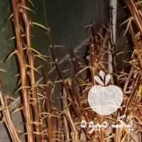 فروش نهال زرشک با ضمانت برگشت بیرجند در خراسان جنوبی در گروه خرید فروش نهال - انواع گردو پسته بادام سلطانی انگور در یکمیوه